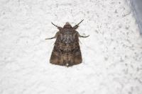 Luperina testacea