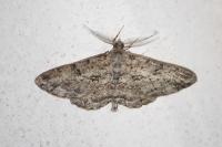 Peribatodes rhomboidaria rhomboidaria