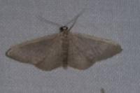 Idaea