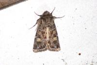 Leucochlaena oditis