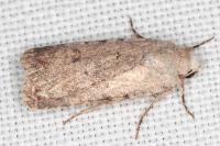 Caradrina clavipalpis