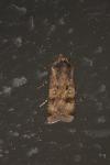 Agrotis trux
