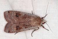 Noctua pronuba