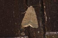 Caradrina flavirena