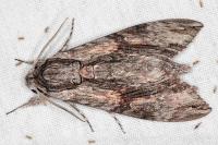 Agrius convolvuli