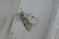 Acronicta leporina