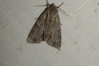 Acronicta psi/tridens