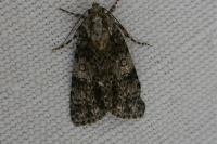 Acronicta rumicis