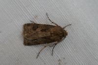 Agrotis bigramma