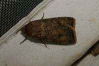 Agrotis segetum