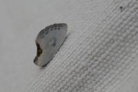 Cilix glaucata/hispanica