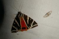 Euplagia quadripunctaria