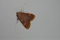 Hypsopygia costalis