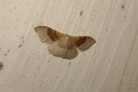 Idaea degeneraria