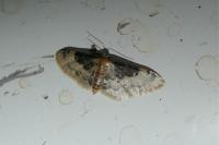 Idaea filicata
