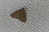 Herminia tarsipennalis