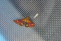 Pyrausta aurata