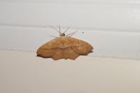 Scopula imitaria