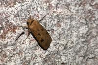 Agrotis exclamationis exclamationis