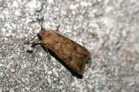Agrotis segetum