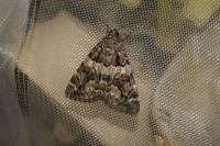 Catocala coniuncta