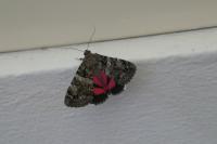 Catocala coniuncta