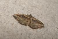 Costaconvexa polygrammata