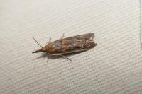 Etiella zinckenella