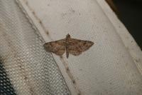 Gymnoscelis rufifasciata