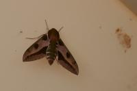 Hyles euphorbiae