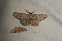 Hypomecis punctinalis