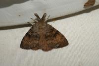 Lymantria dispar