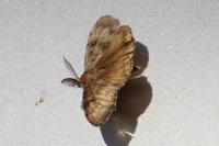 Lymantria dispar