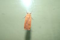 Noctua pronuba