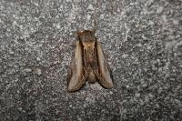 Pheosia tremula