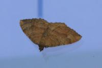 Camptogramma bilineata