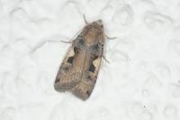 Xestia c-nigrum