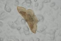 Idaea degeneraria