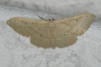 Idaea straminata