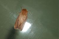 Sesamia nonagrioides