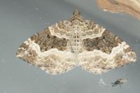 Epirrhoe alternata
