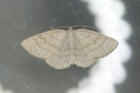 Cabera exanthemata
