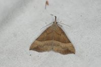 Hypena proboscidalis