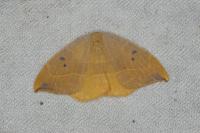 Watsonalla binaria
