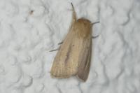 Sesamia nonagrioides