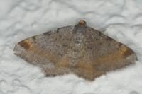 Macaria liturata