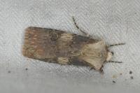 Agrotis puta