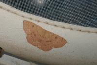 Cyclophora puppillaria