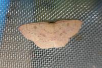 Cyclophora puppillaria