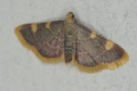 Hypsopygia costalis